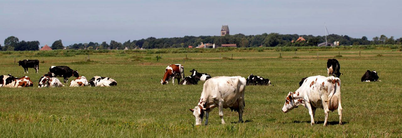 Natuurhuisje Friesland